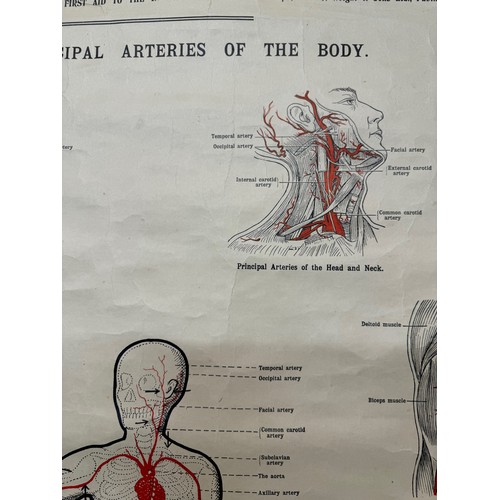 50 - Early C20th linen backed First Aid poster, Principle Arteries of the Body, 101 cm x 66 cm.

This lot... 