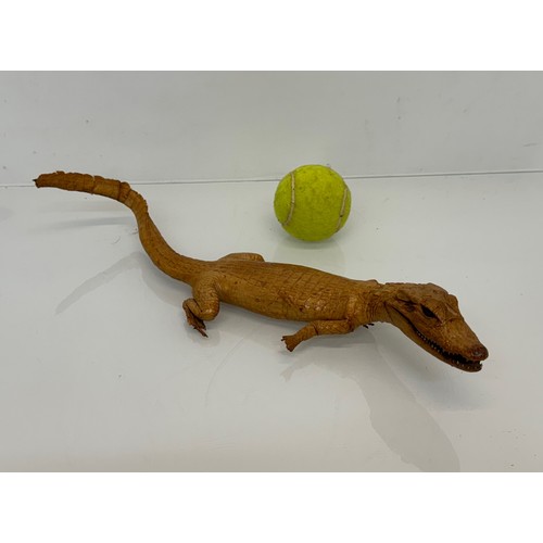 421 - Taxidermy, uncased preserved reptile, an unmounted Caimen, 39 cm long.

This lot is available for in... 