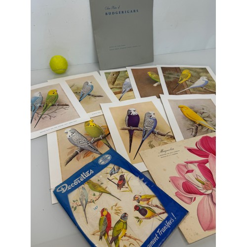 101 - A collection of Budgerigar prints and transfers and other bird and plant themed items.

This lot is ... 