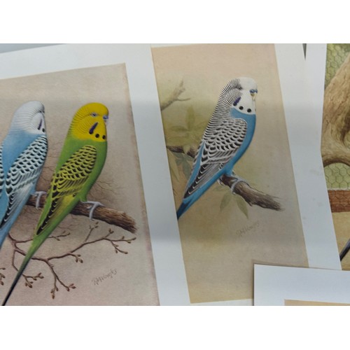 101 - A collection of Budgerigar prints and transfers and other bird and plant themed items.

This lot is ... 