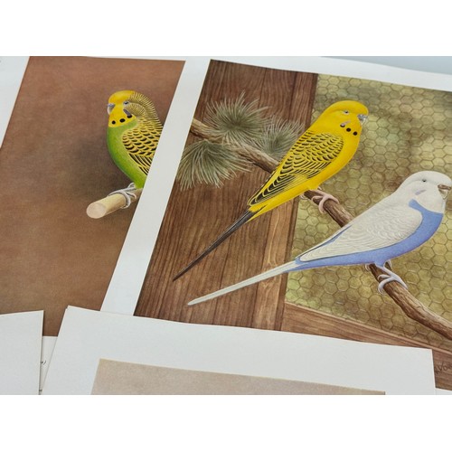 101 - A collection of Budgerigar prints and transfers and other bird and plant themed items.

This lot is ... 