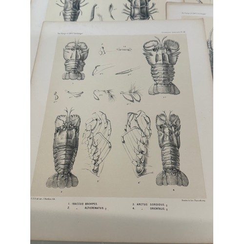 462 - Antarctic Exploration, HMS Challenger 1872 , A collection of illustrative plates of Polar specimen’s... 