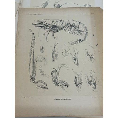 462 - Antarctic Exploration, HMS Challenger 1872 , A collection of illustrative plates of Polar specimen’s... 