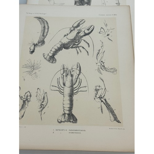 462 - Antarctic Exploration, HMS Challenger 1872 , A collection of illustrative plates of Polar specimen’s... 