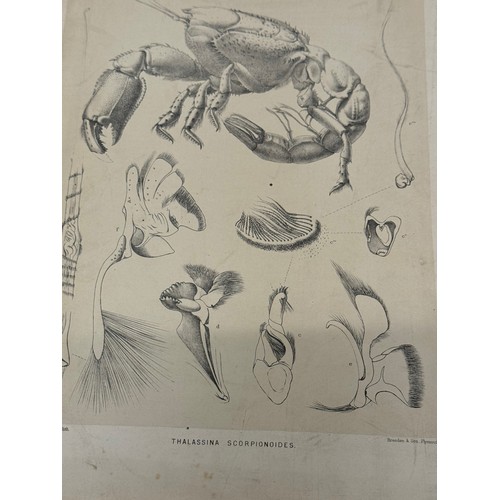 462 - Antarctic Exploration, HMS Challenger 1872 , A collection of illustrative plates of Polar specimen’s... 