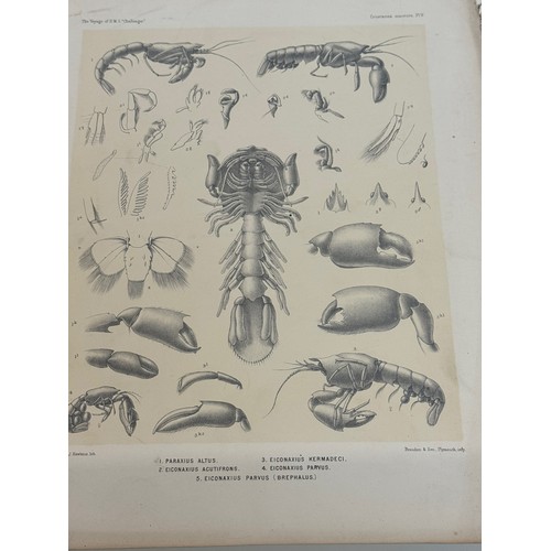 462 - Antarctic Exploration, HMS Challenger 1872 , A collection of illustrative plates of Polar specimen’s... 