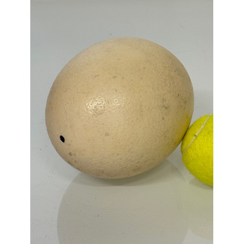 184 - Natural history specimen, An Ostrich egg, 15 cm long.

This lot is available for in-house shipping