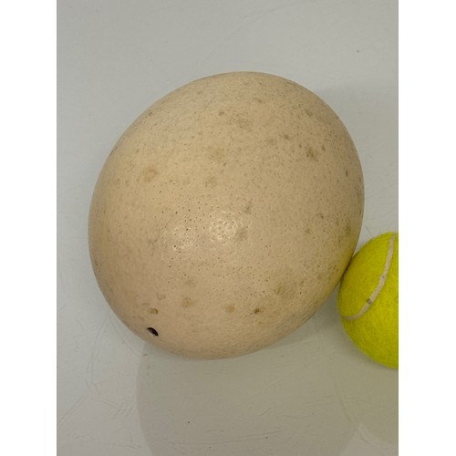 184 - Natural history specimen, An Ostrich egg, 15 cm long.

This lot is available for in-house shipping