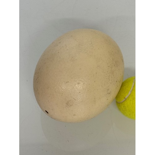 224 - Natural history specimen, An Ostrich egg, 15 cm long.

This lot is available for in-house shipping