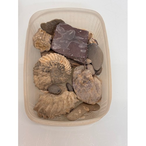 57 - A collection of fossils and geological samples.

This lot is available for in-house shipping.