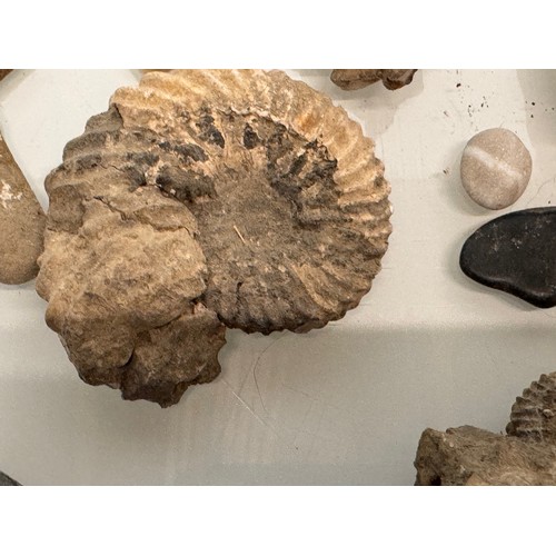 57 - A collection of fossils and geological samples.

This lot is available for in-house shipping.