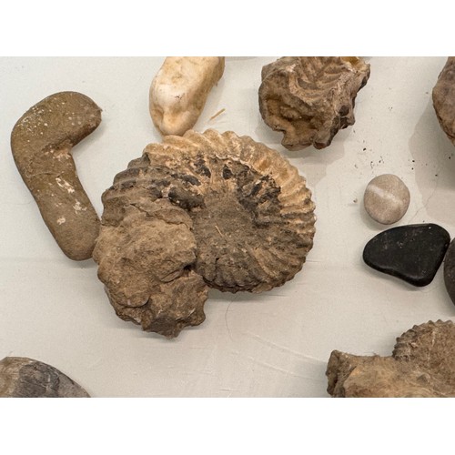 57 - A collection of fossils and geological samples.

This lot is available for in-house shipping.