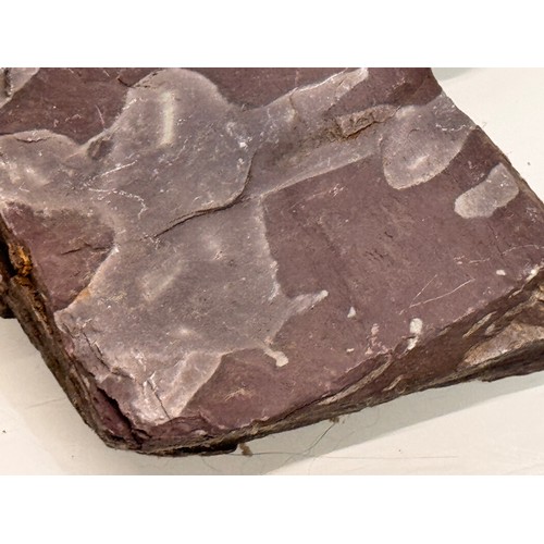 57 - A collection of fossils and geological samples.

This lot is available for in-house shipping.