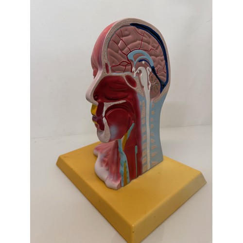 12 - Scientific, medical models, an anatomical sectioned human head.

This lot is available for in-house ... 