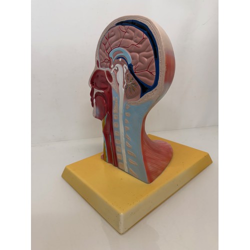 12 - Scientific, medical models, an anatomical sectioned human head.

This lot is available for in-house ... 
