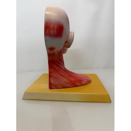 12 - Scientific, medical models, an anatomical sectioned human head.

This lot is available for in-house ... 