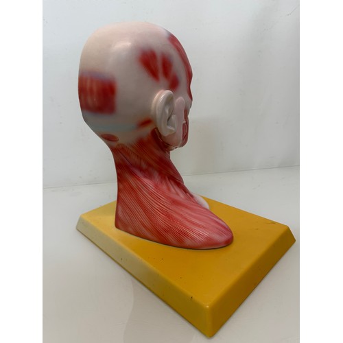 12 - Scientific, medical models, an anatomical sectioned human head.

This lot is available for in-house ... 