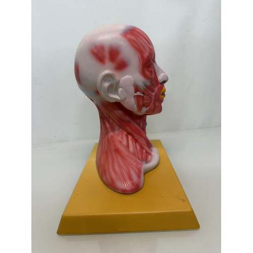 12 - Scientific, medical models, an anatomical sectioned human head.

This lot is available for in-house ... 