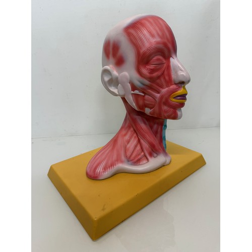 12 - Scientific, medical models, an anatomical sectioned human head.

This lot is available for in-house ... 