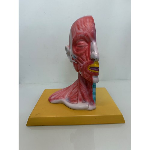 12 - Scientific, medical models, an anatomical sectioned human head.

This lot is available for in-house ... 