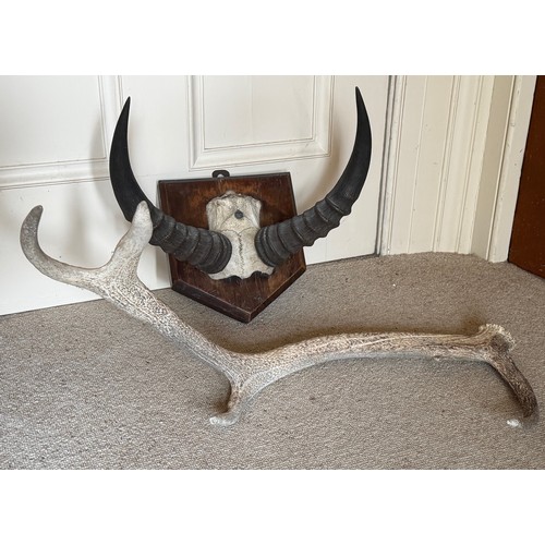 293 - Taxidermy, mounted set of Tsessebe antilope horns, 30 cm tip to tip, and a Highland Red Deer antler ... 