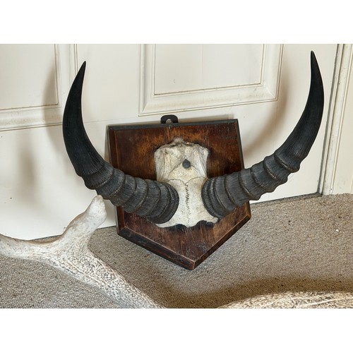 293 - Taxidermy, mounted set of Tsessebe antilope horns, 30 cm tip to tip, and a Highland Red Deer antler ... 