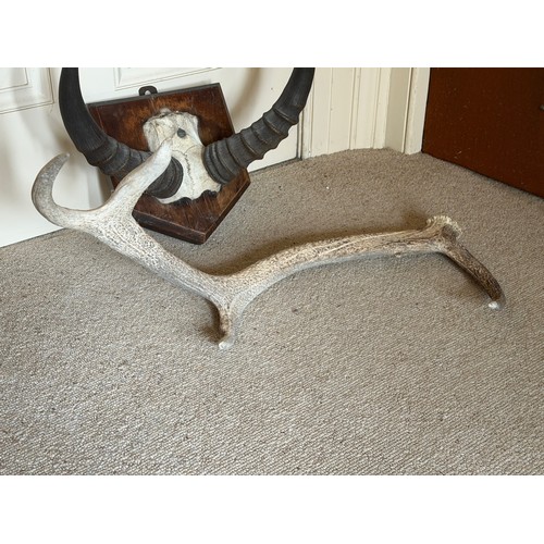 293 - Taxidermy, mounted set of Tsessebe antilope horns, 30 cm tip to tip, and a Highland Red Deer antler ... 