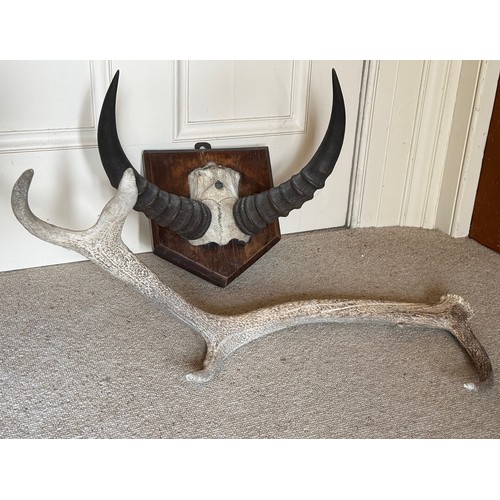 293 - Taxidermy, mounted set of Tsessebe antilope horns, 30 cm tip to tip, and a Highland Red Deer antler ... 