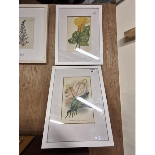 221 - 2 Colour Botanical Prints