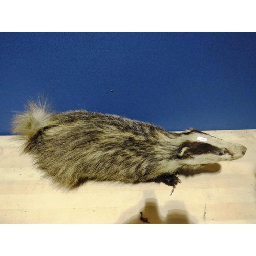 87 - TAXIDERMY BADGER