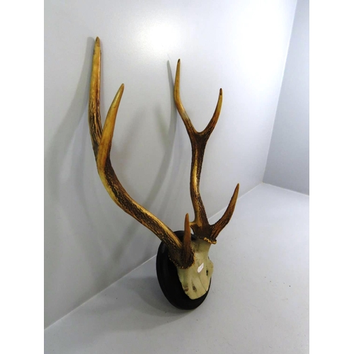 48 - SIKA DEER ANTLERS ON PLAQUE