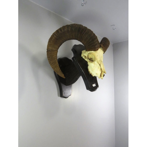 57 - 20TH CENTURY EUROPEAN MOUTLAN (OVIS ARIES MUSIMON) ADULT HORNS ON A RAISED PEDESTAL