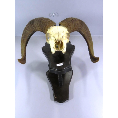 57 - 20TH CENTURY EUROPEAN MOUTLAN (OVIS ARIES MUSIMON) ADULT HORNS ON A RAISED PEDESTAL