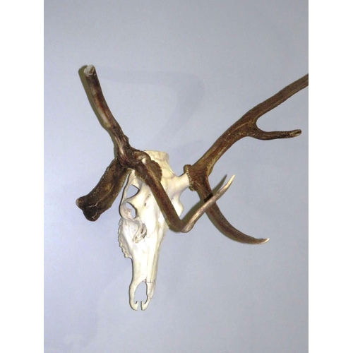 107 - 2OTH CENTURY ABNORMAL RED DEER ANTLERS - RARE