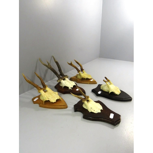 171 - FIVE ROEBUCK ANTLERS/HORNS MOUNTED ON PLAQUES