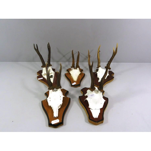 178 - FIVE ROEBUCK ANTLERS/HORNS MOUNTED ON PLAQUES