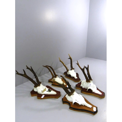 178 - FIVE ROEBUCK ANTLERS/HORNS MOUNTED ON PLAQUES