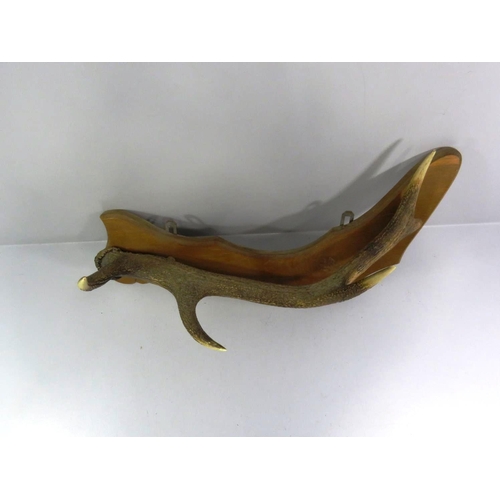 180 - SINGLE FULL ANTLER MOUNTED COAT HANGER