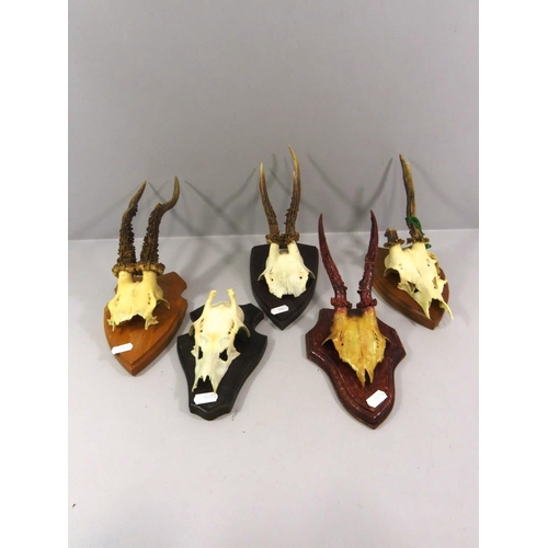 201 - FIVE ROEBUCK ANTLERS/HORNS MOUNTED ON PLAQUES