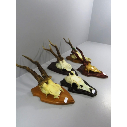 201 - FIVE ROEBUCK ANTLERS/HORNS MOUNTED ON PLAQUES