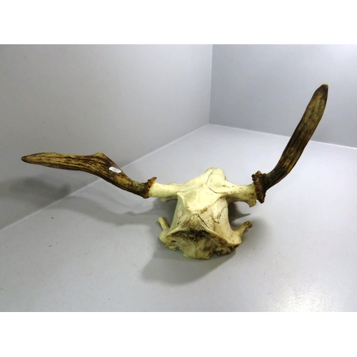 213 - 2OTH CENTURY ABNORMAL RED DEER ANTLERS - RARE