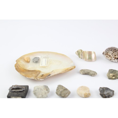 4 - 34 x Shells, Fossils & Raw Gemstones Inc. Jade, Rose Quartz, Pyrite, Etc