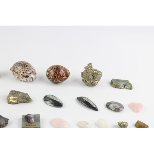 4 - 34 x Shells, Fossils & Raw Gemstones Inc. Jade, Rose Quartz, Pyrite, Etc