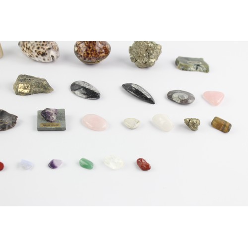 4 - 34 x Shells, Fossils & Raw Gemstones Inc. Jade, Rose Quartz, Pyrite, Etc