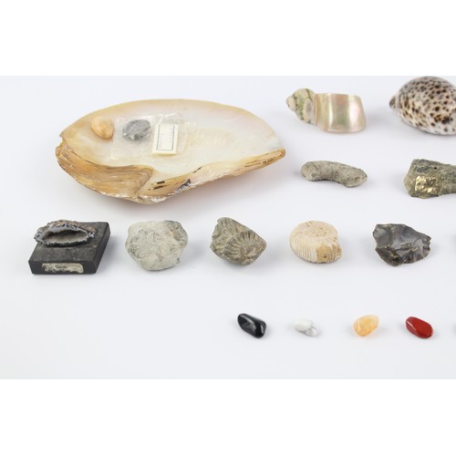 4 - 34 x Shells, Fossils & Raw Gemstones Inc. Jade, Rose Quartz, Pyrite, Etc