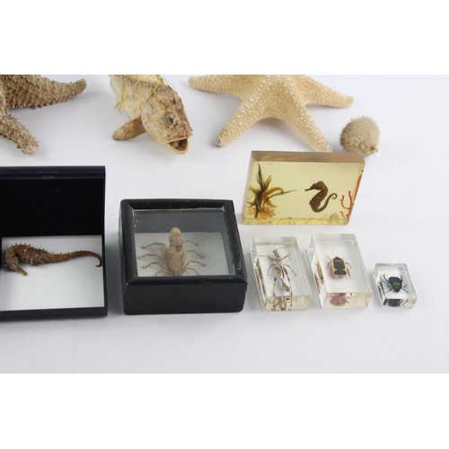 73 - 12 x Vintage Assorted Taxidermy Ornaments Inc. Framed Moth, Pufferfish, Scorpion