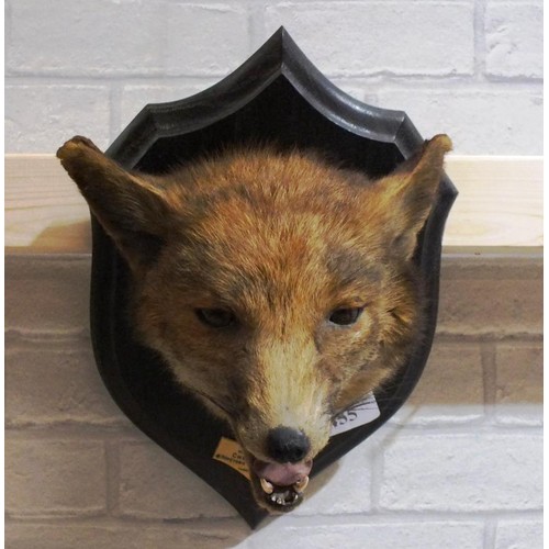 455 - A WELL PRESENTED TAXIDERMY FOX HEAD DATED 1910