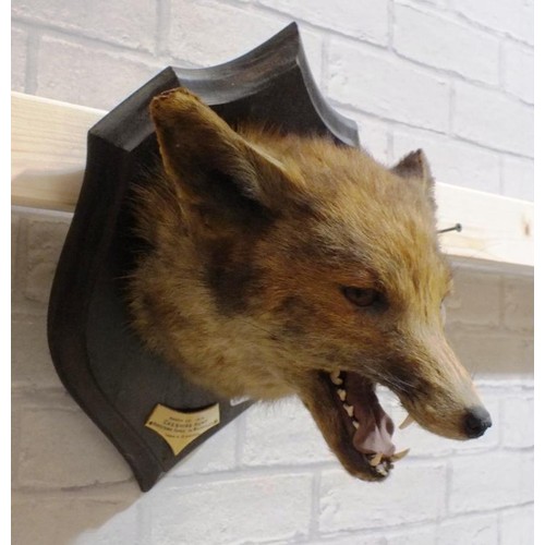 455 - A WELL PRESENTED TAXIDERMY FOX HEAD DATED 1910