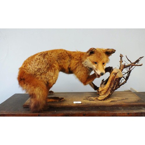 359 - ADULT TAXIDERMY FOX