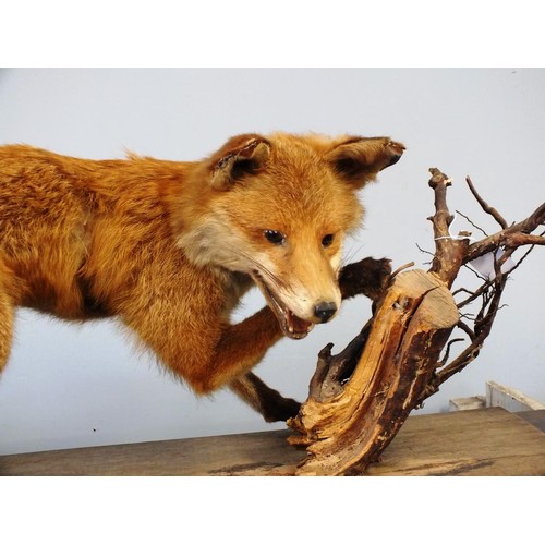 359 - ADULT TAXIDERMY FOX